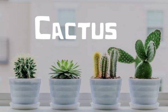 Cactus Font for Modern Editorial Design